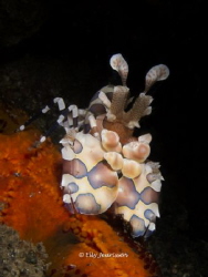 Harlequin Shrimp (Humenocera elegans) @ Dream Reef – Amed... by Elly Jeurissen 